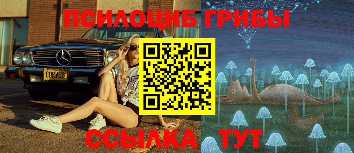 Псилоцибиновые грибы Psilocybe Новошахтинск